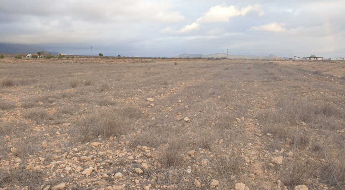 Bedrooms: 0, Bathrooms: 0, Land in Pinoso, Alicante, Spain