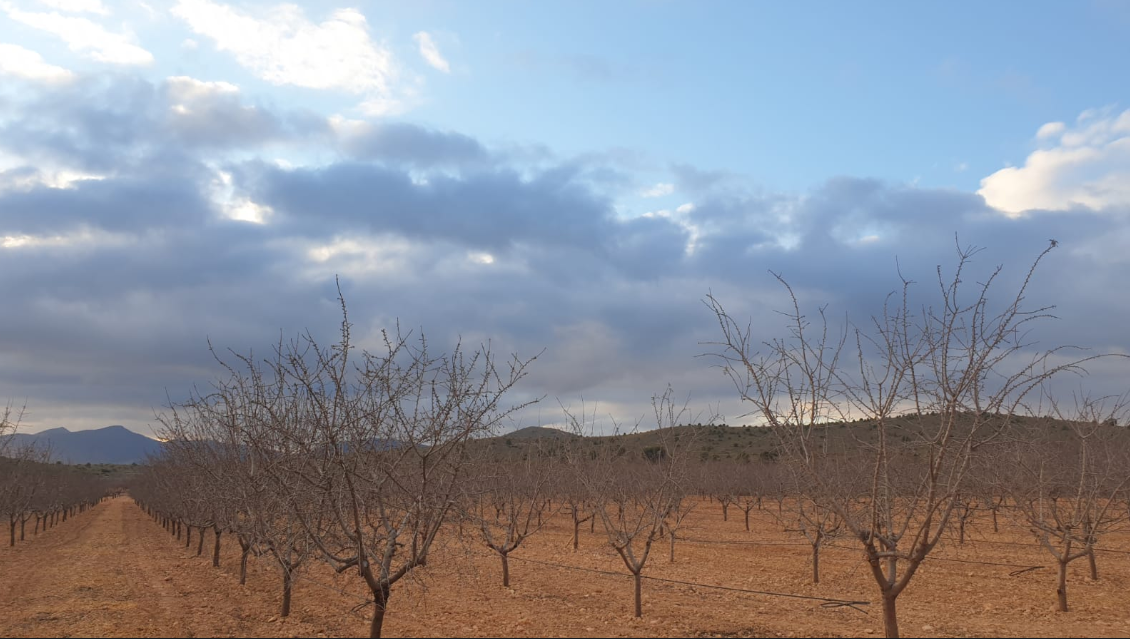 Bedrooms: 0, Bathrooms: 0, Land in Pinoso, Alicante, Spain