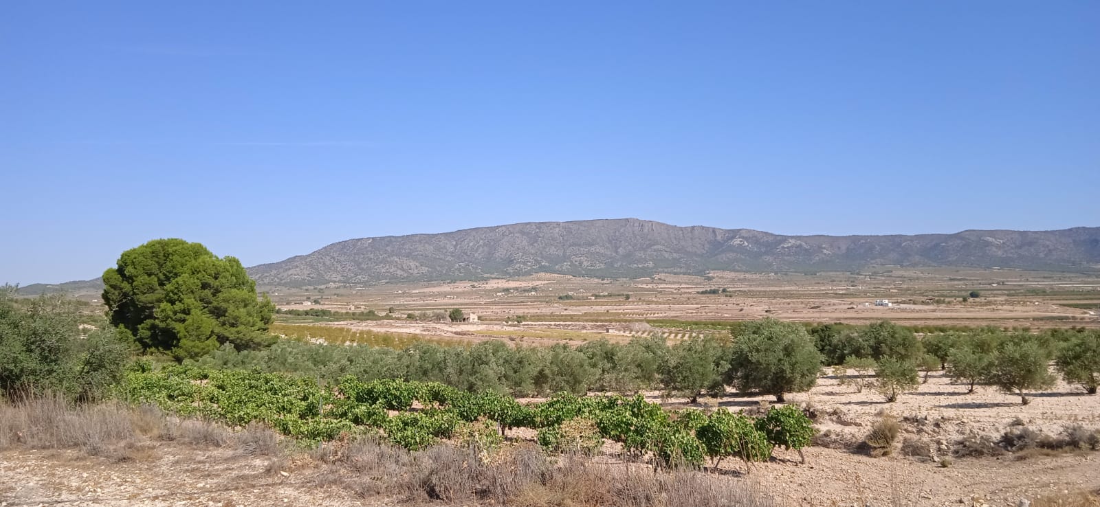 Terrace in land for sale in Pinoso