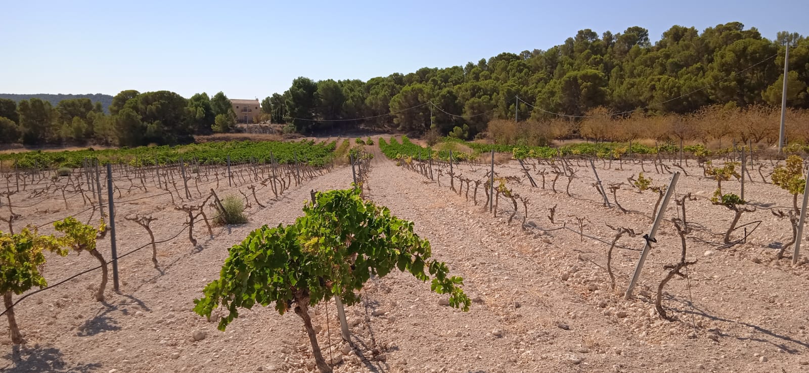 Garden in land for sale in Pinoso
