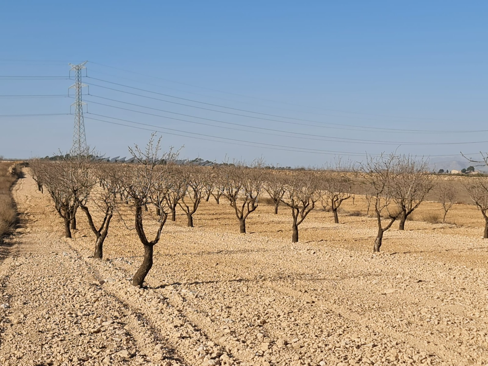 Lyxig Byggnadstomt i Jumilla – Ett Drömhem i Spanskt Landskap