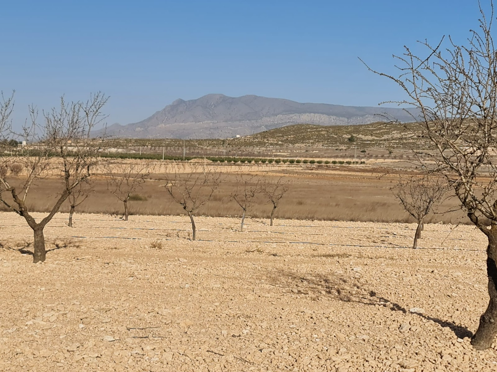 Lyxig Byggnadstomt i Jumilla – Ett Drömhem i Spanskt Landskap
