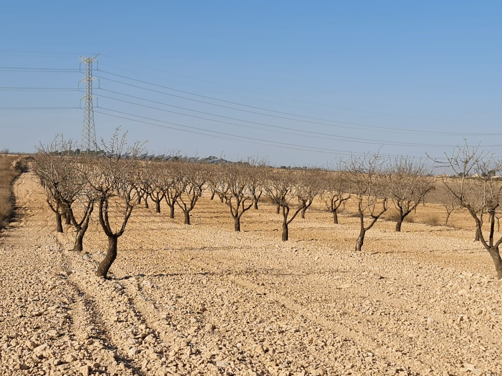 Terrace in land for sale in Jumilla