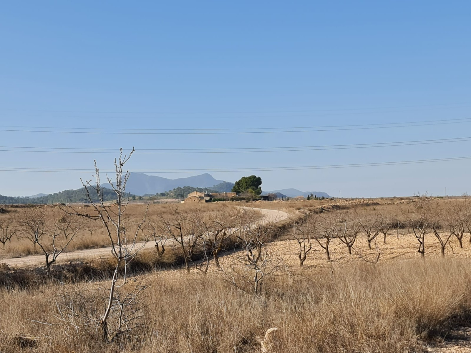Pool area in land for sale in Jumilla