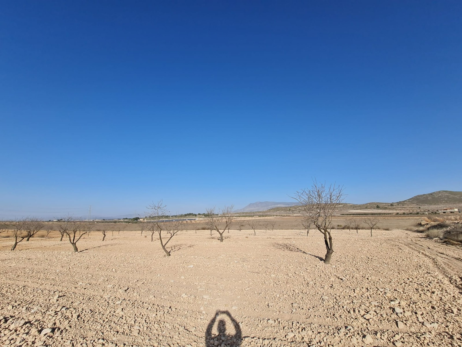Garden in land for sale in Jumilla