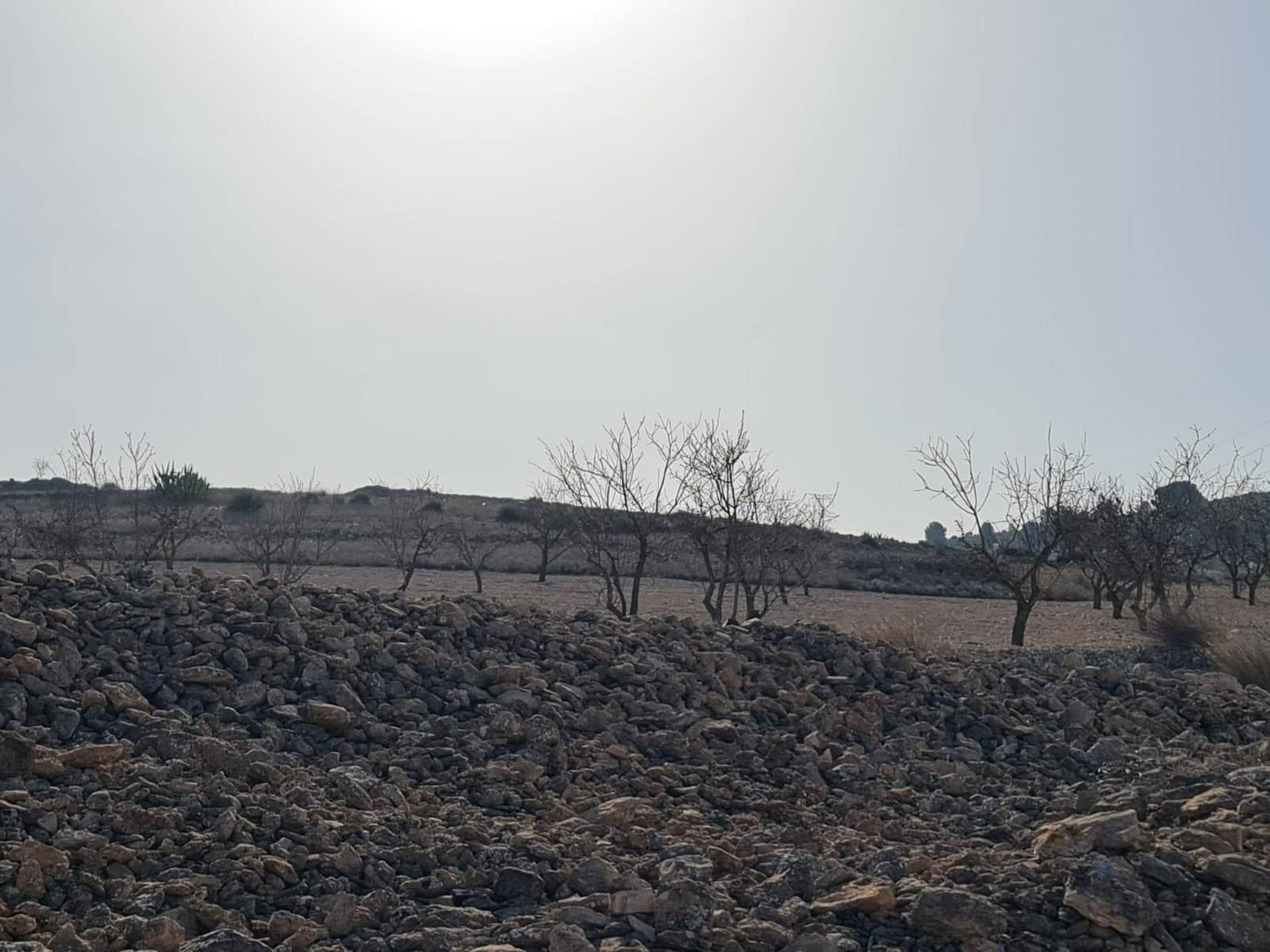 Dining area in land for sale in Jumilla
