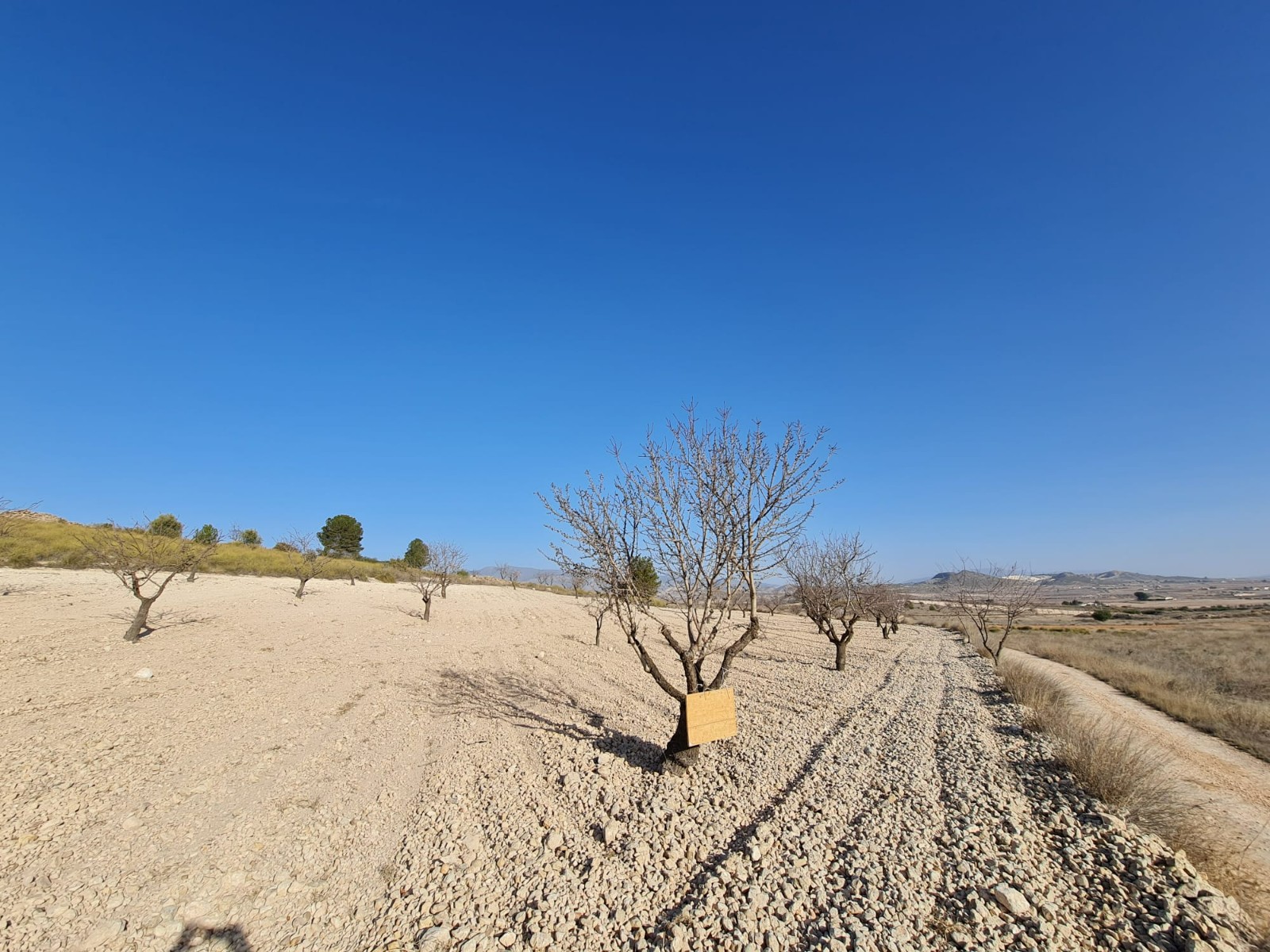 Building plot of 14877m2 located in Jumilla