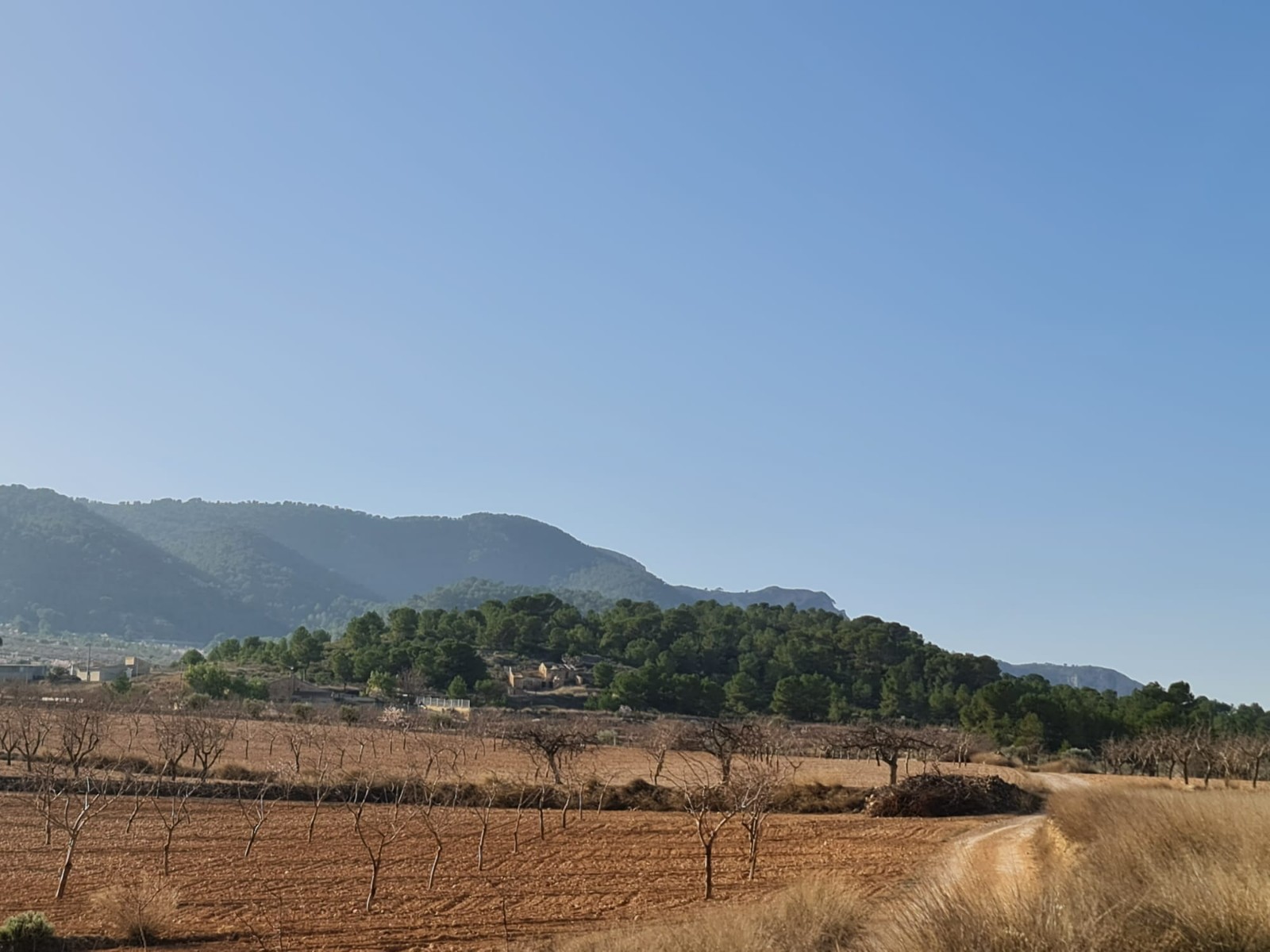 Building plot of 14877m2 located in Jumilla