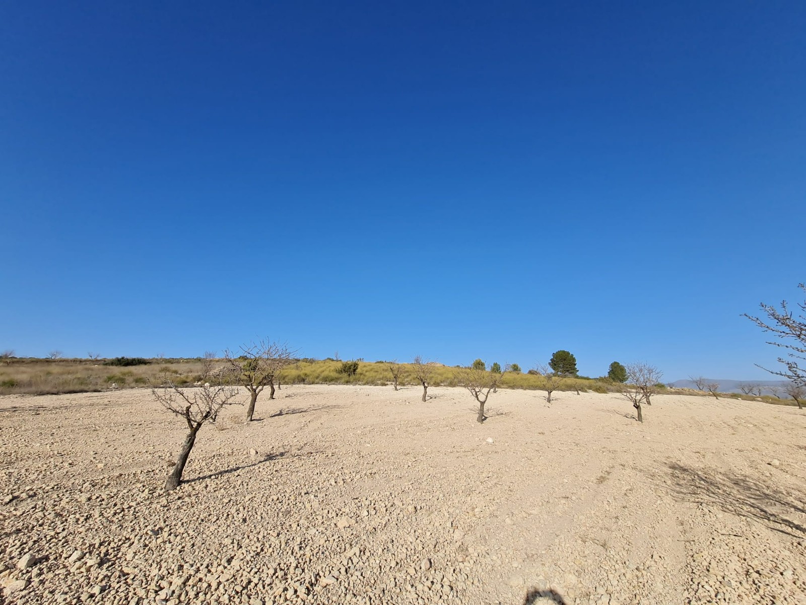 Building plot of 14877m2 located in Jumilla