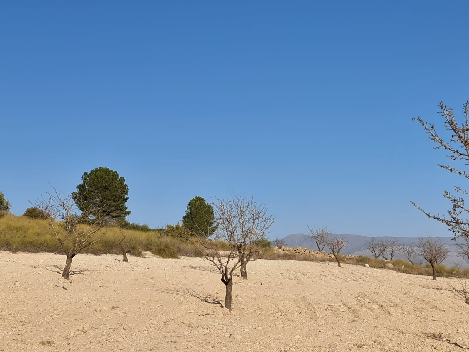 Pool area in land for sale in Jumilla