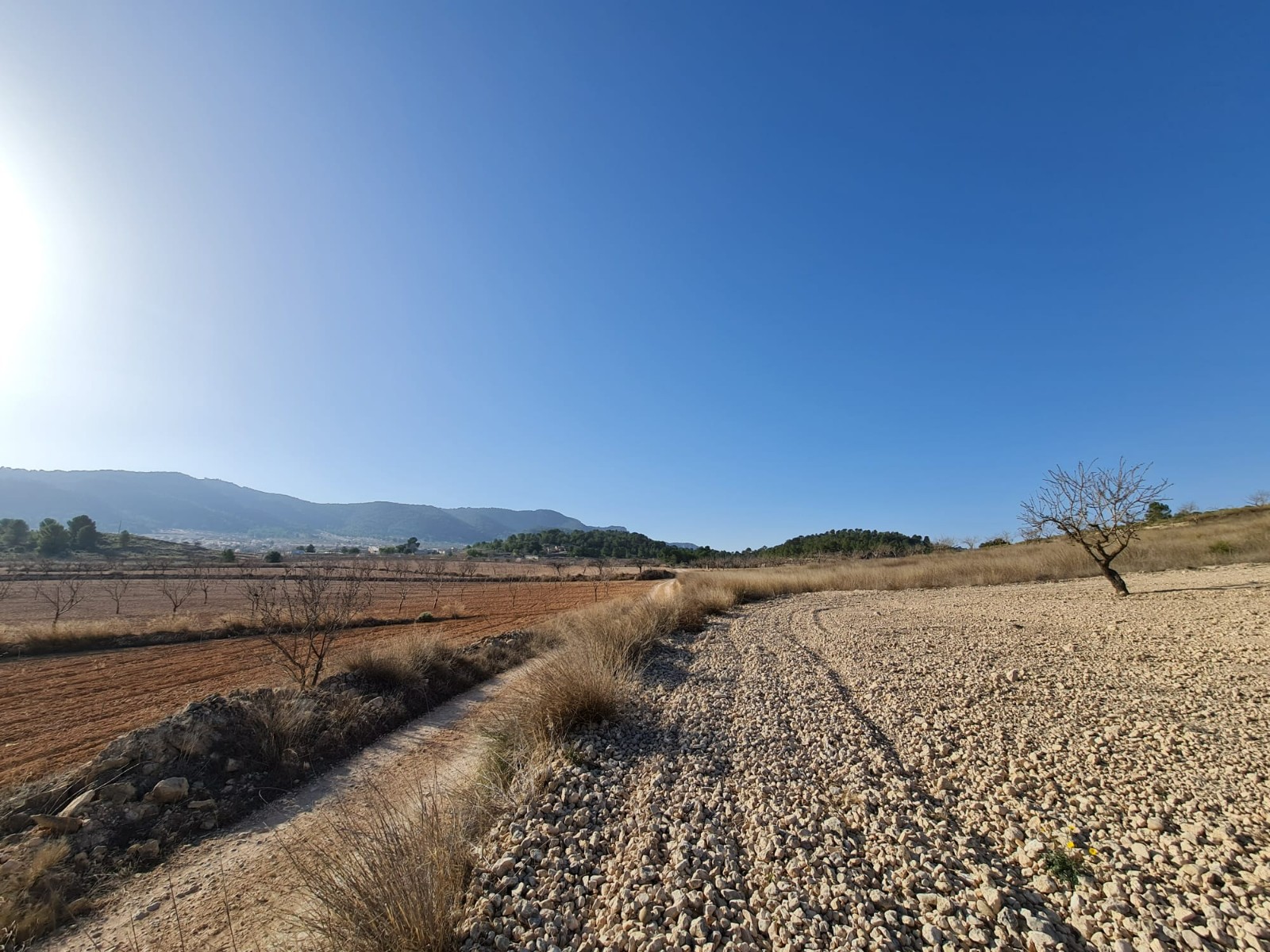 Garden in land for sale in Jumilla