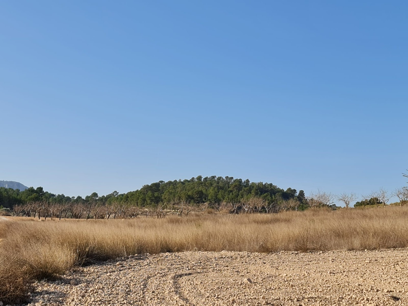 Dining area in land for sale in Jumilla