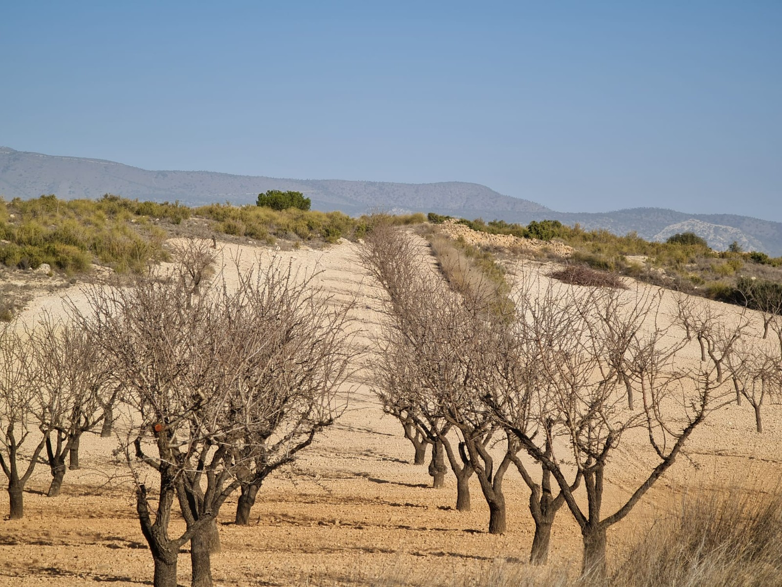 Building plot of 19338 m2 located in Jumilla