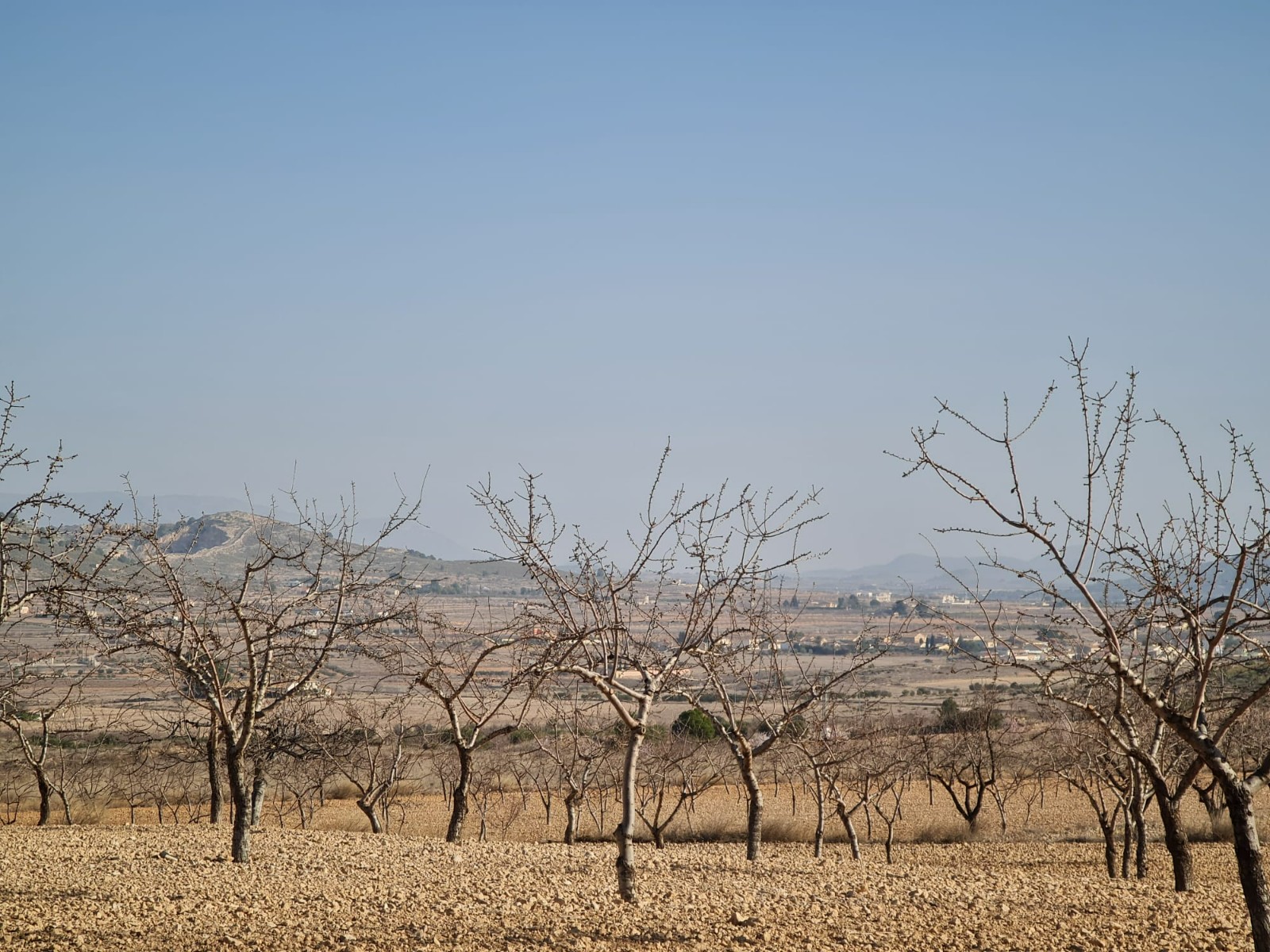 Exterior view in land for sale in Jumilla