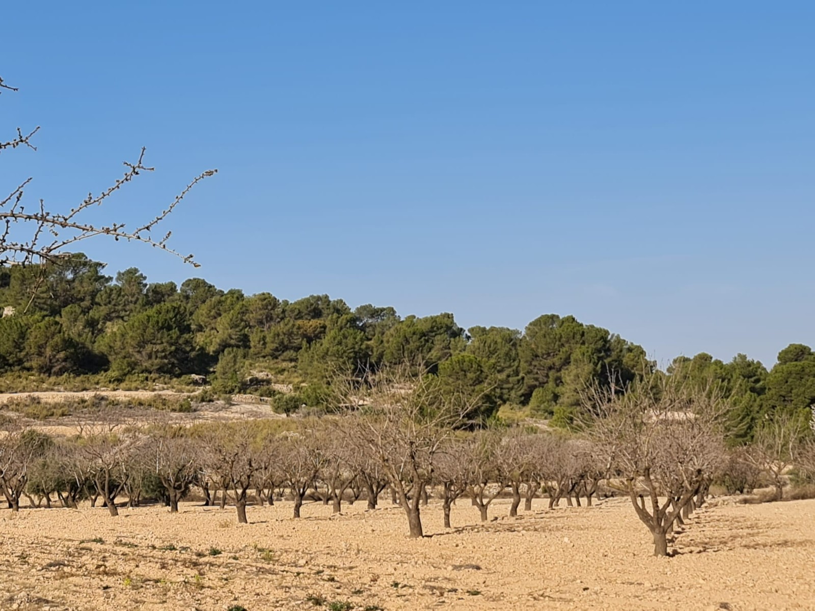 Living room in land for sale in Jumilla