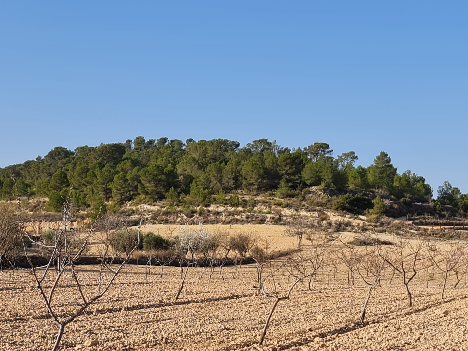 Kitchen in land for sale in Jumilla