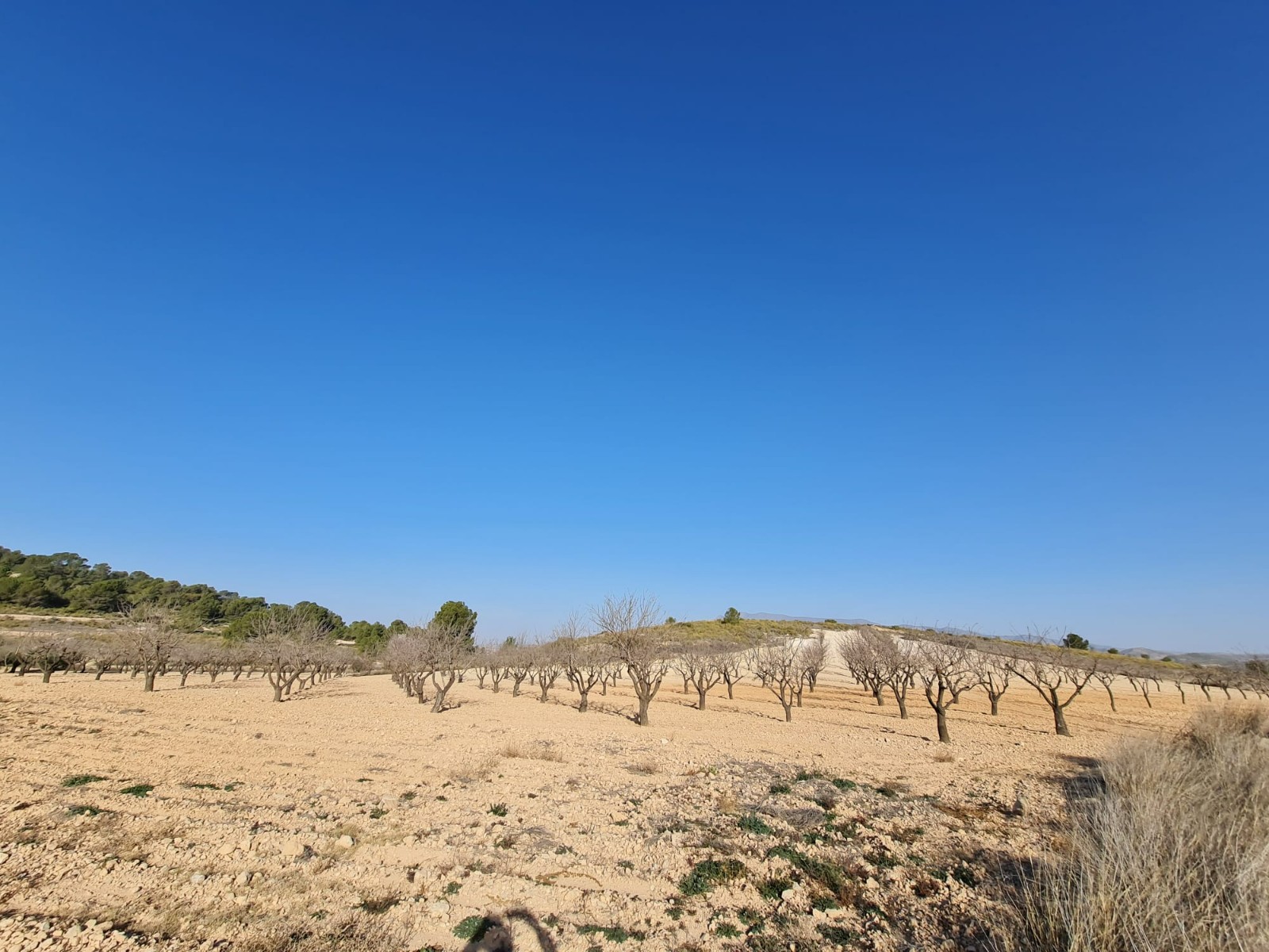 Master bedroom in land for sale in Jumilla