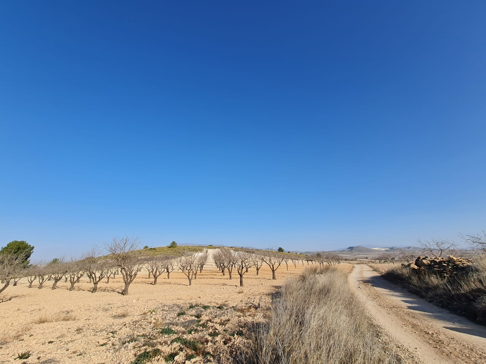 Bathroom in land for sale in Jumilla