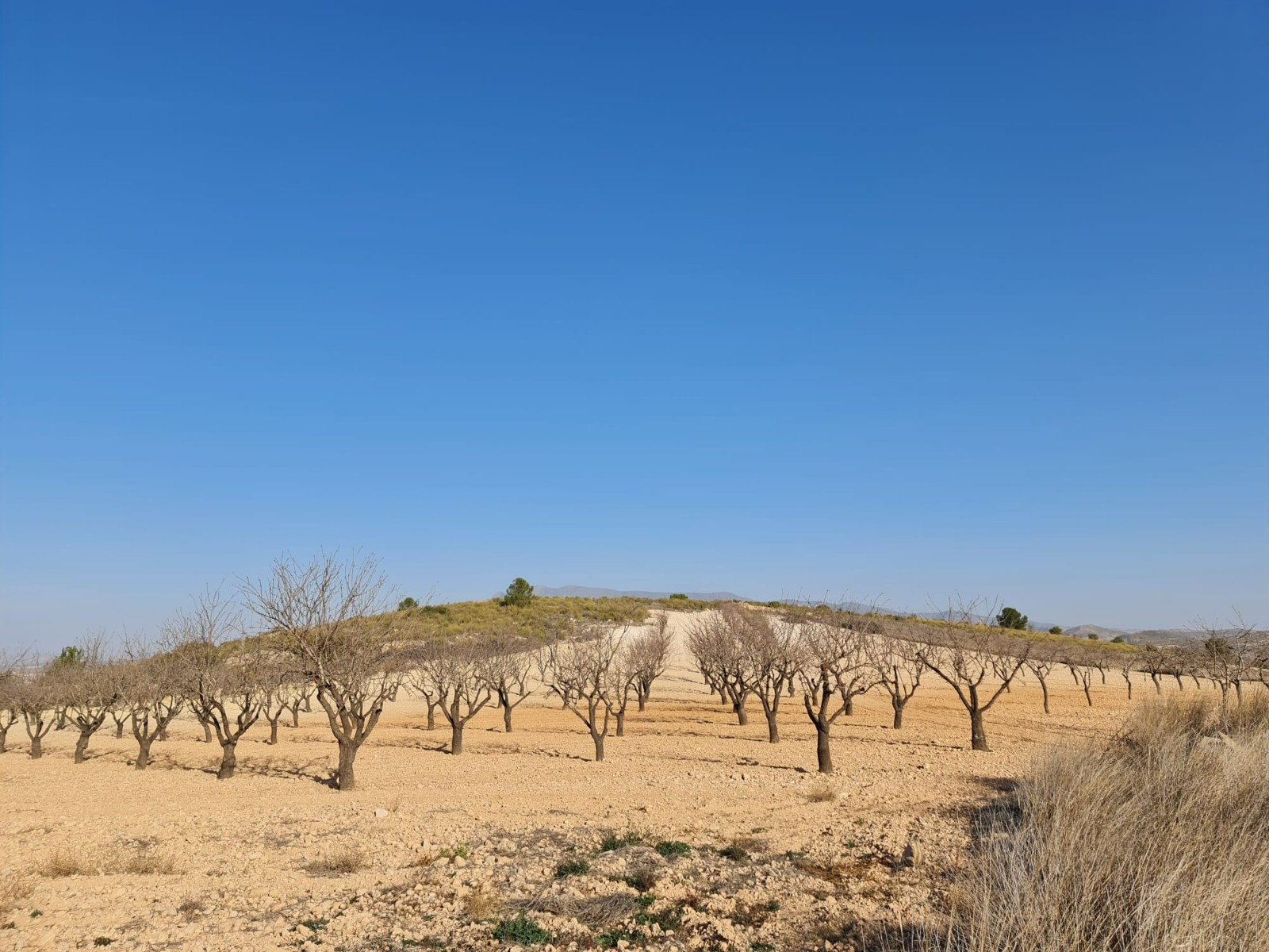 Building plot of 19338 m2 located in Jumilla