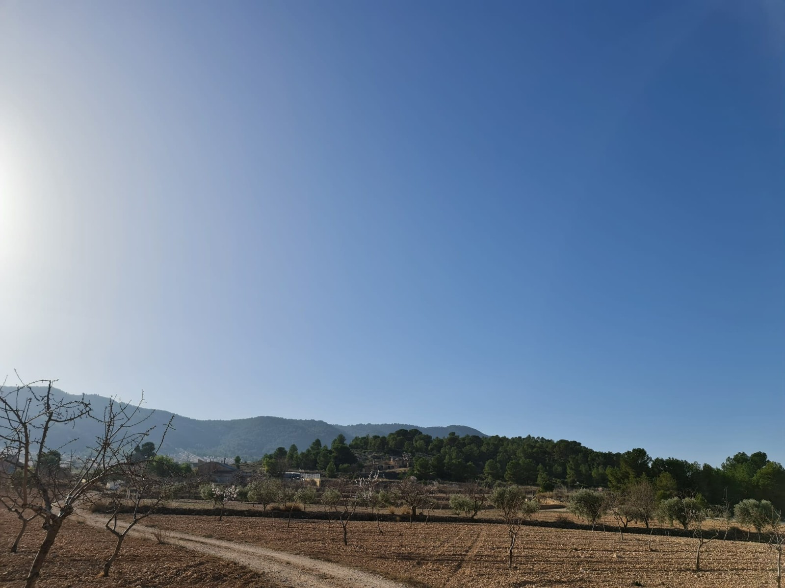 Building plot of 19338 m2 located in Jumilla
