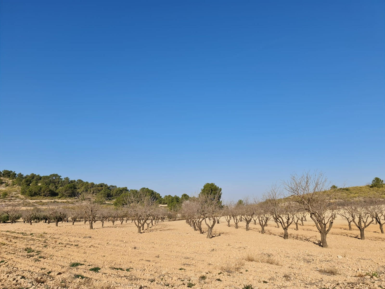 Building plot of 19338 m2 located in Jumilla
