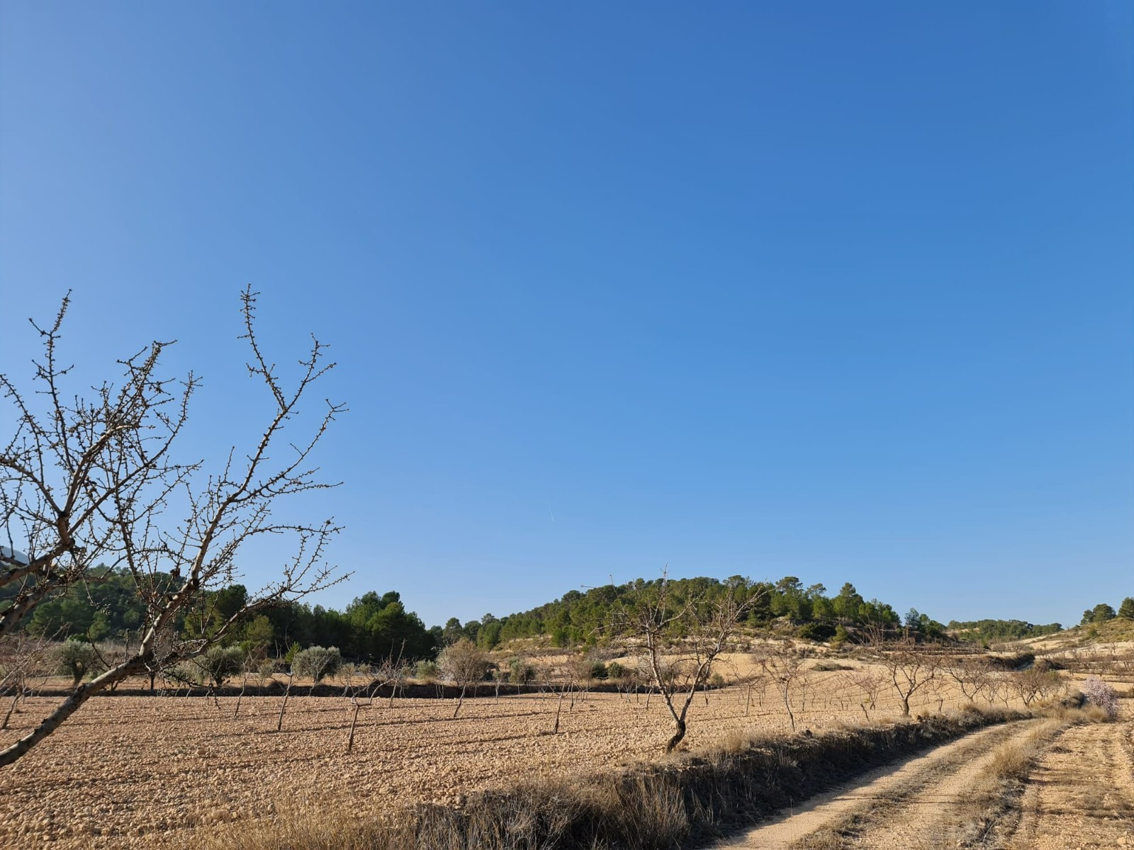 Terrace in land for sale in Jumilla