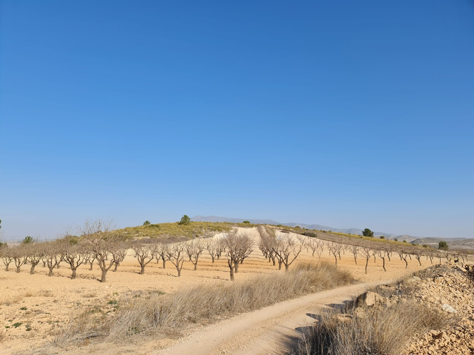 Garden in land for sale in Jumilla