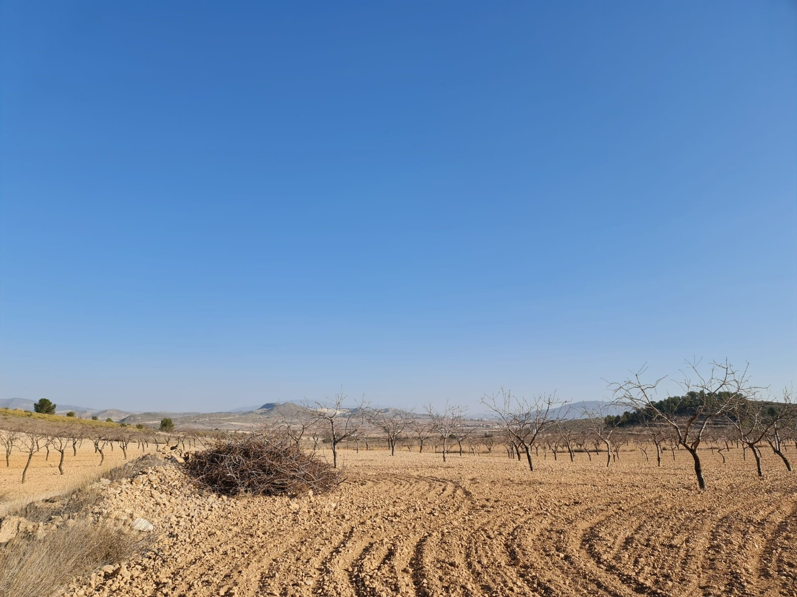 Bedroom in land for sale in Jumilla