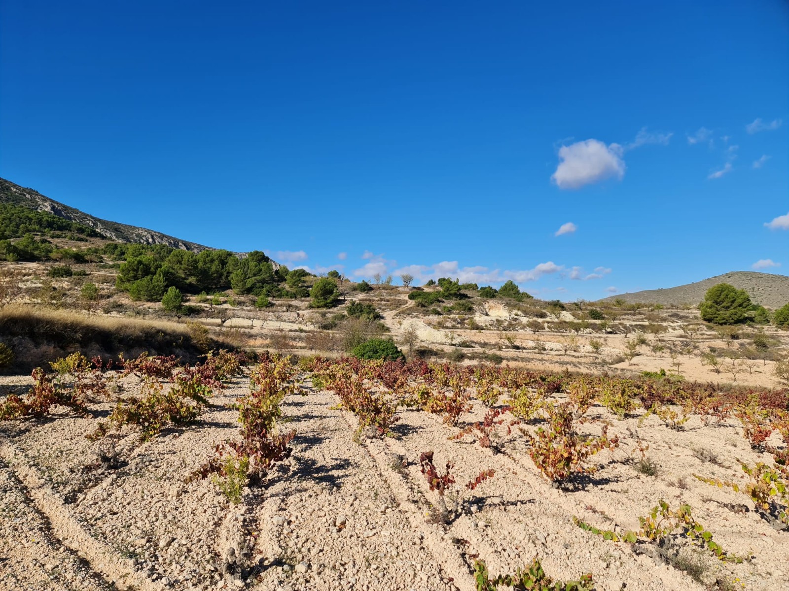 Discover the potential of this exceptional plot of land spanning 10,279m2, offering a canvas for you