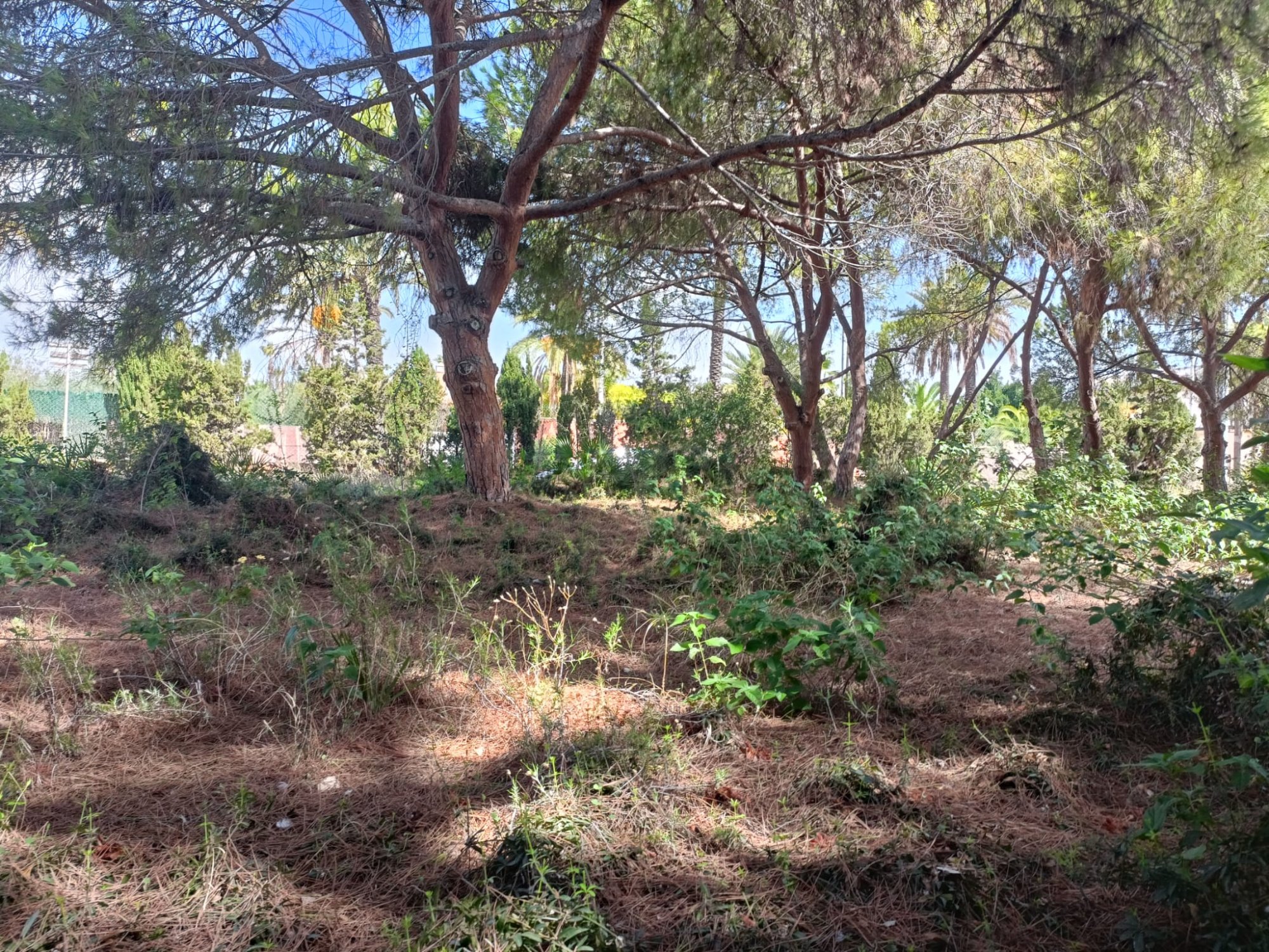 Pool area in land for sale in Cabo Roig