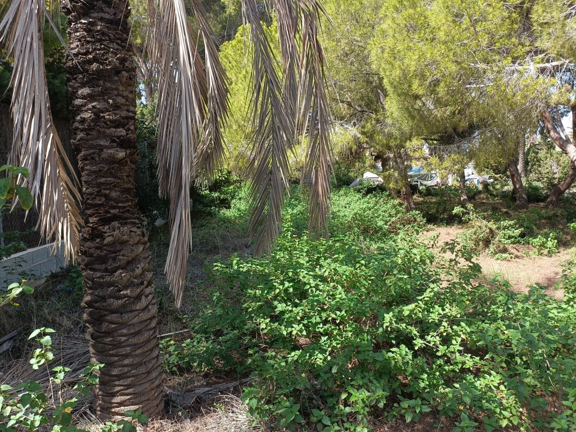 Dining area in land for sale in Cabo Roig