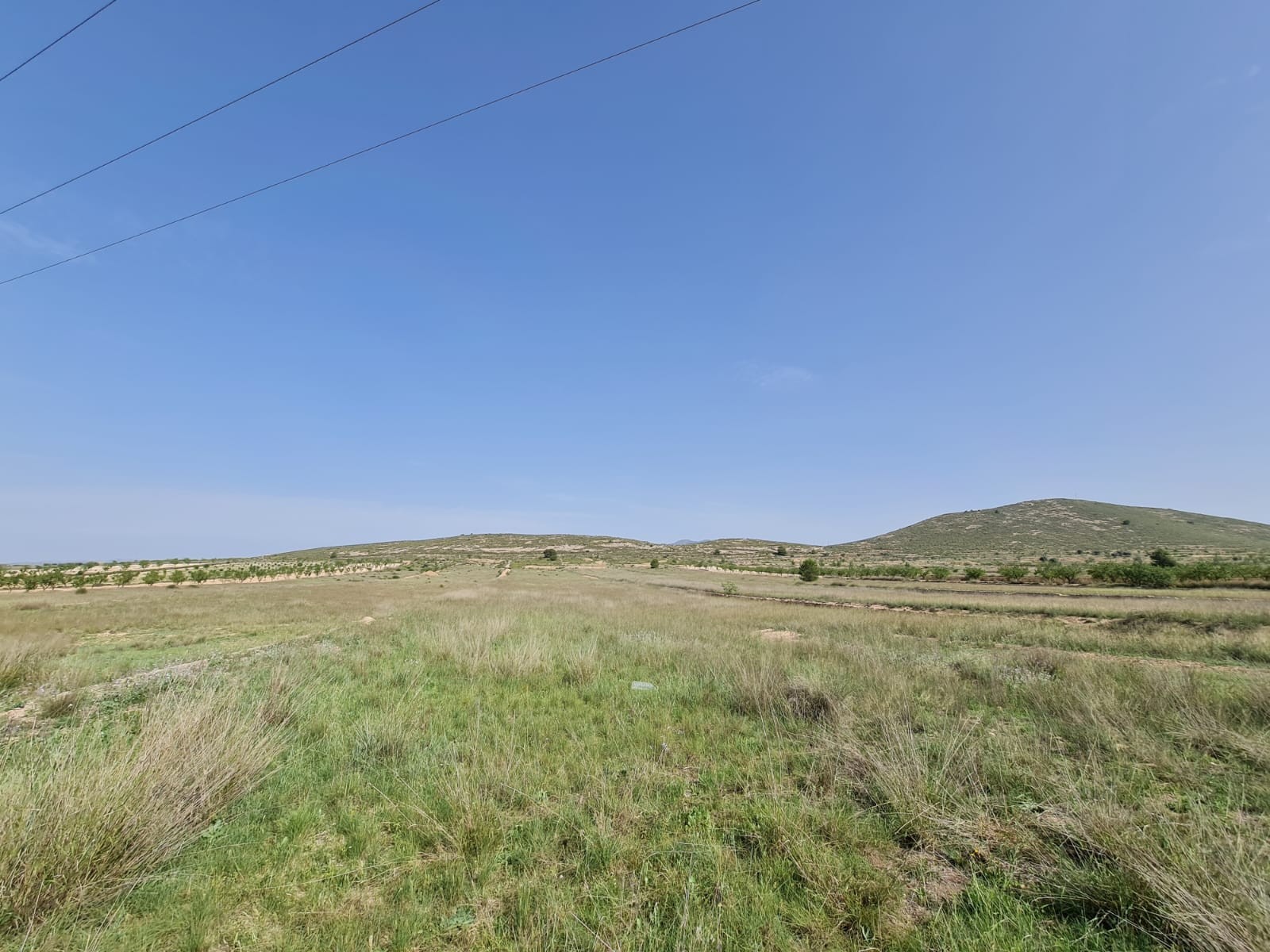Pool area in land for sale in Jumilla