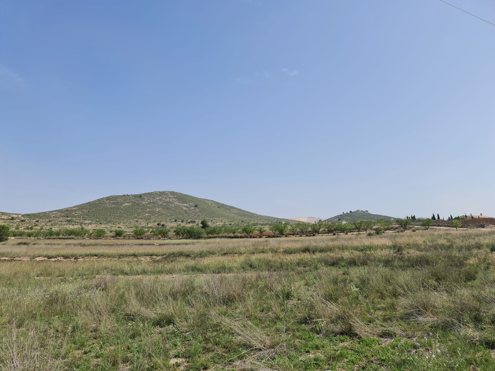 Garden in land for sale in Jumilla