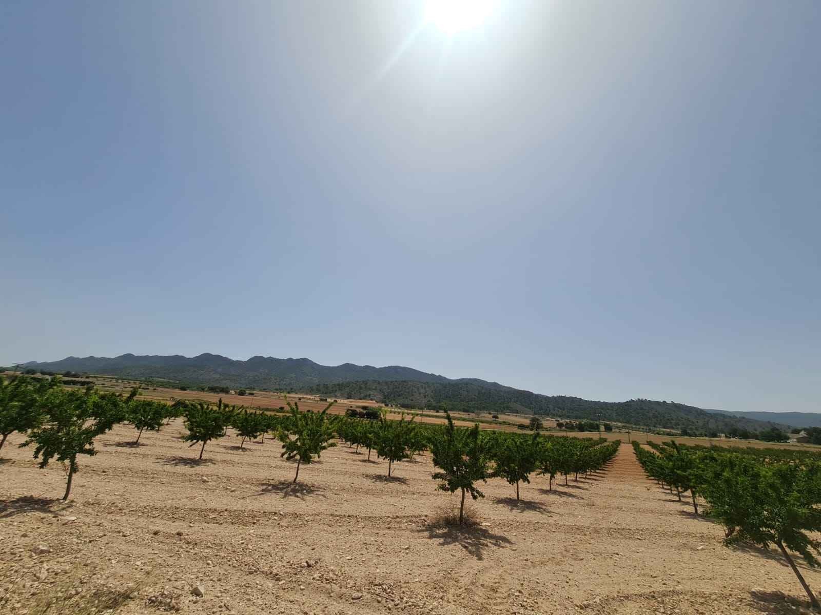 Terrace in land for sale in Yecla