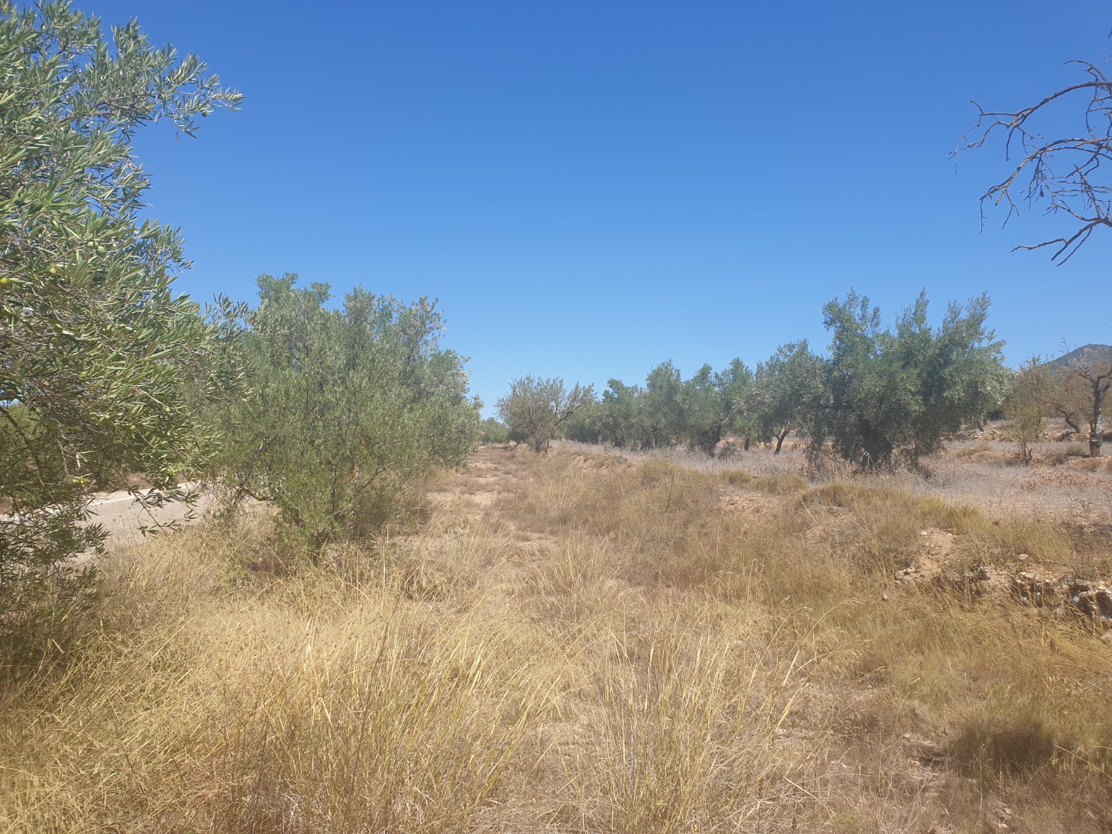 Great plot located on the outskirts of Biar with good access