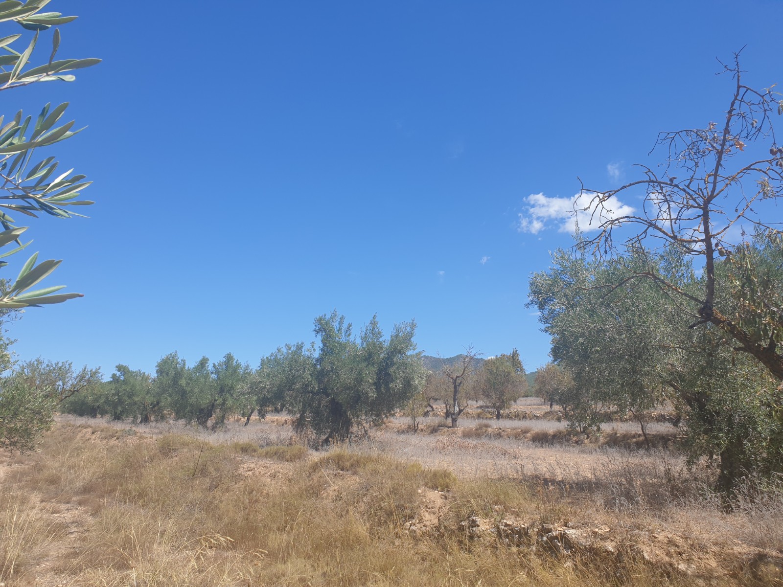 Great plot located on the outskirts of Biar with good access