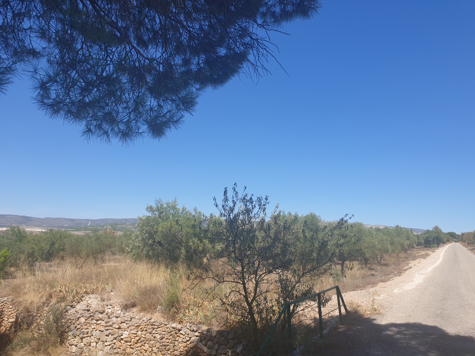 Terrace in land for sale in Biar