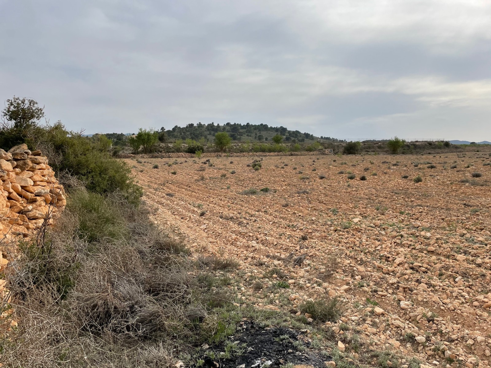 Exterior view in land for sale in Yecla
