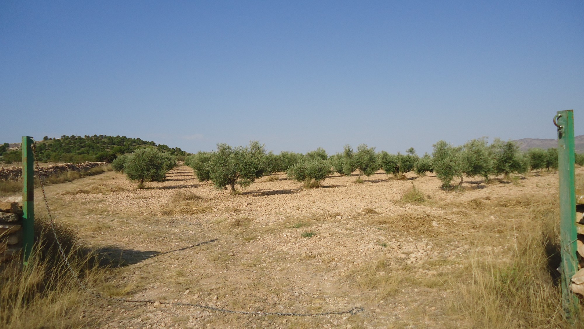 Terrace in land for sale in Yecla