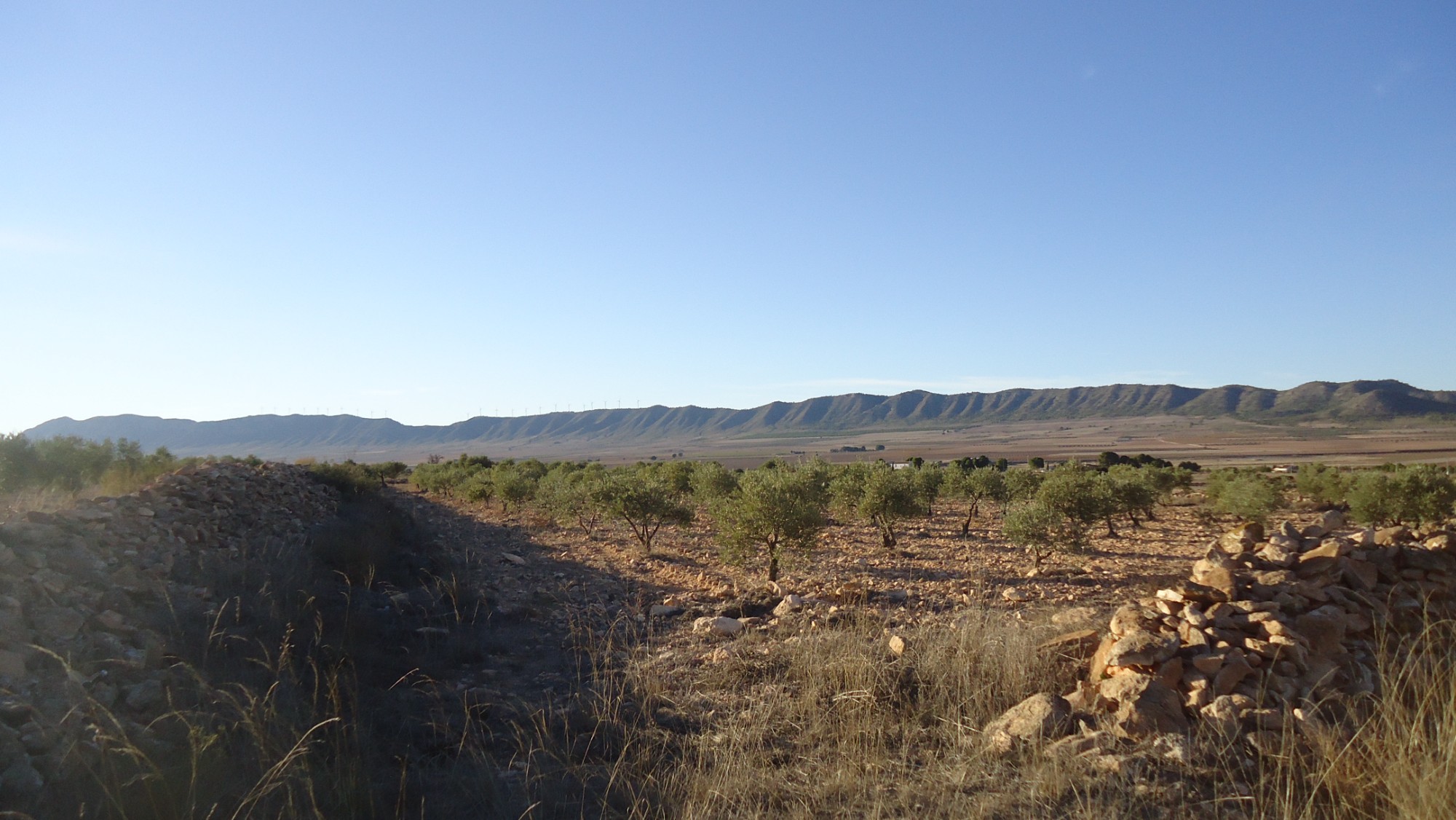 Garden in land for sale in Yecla