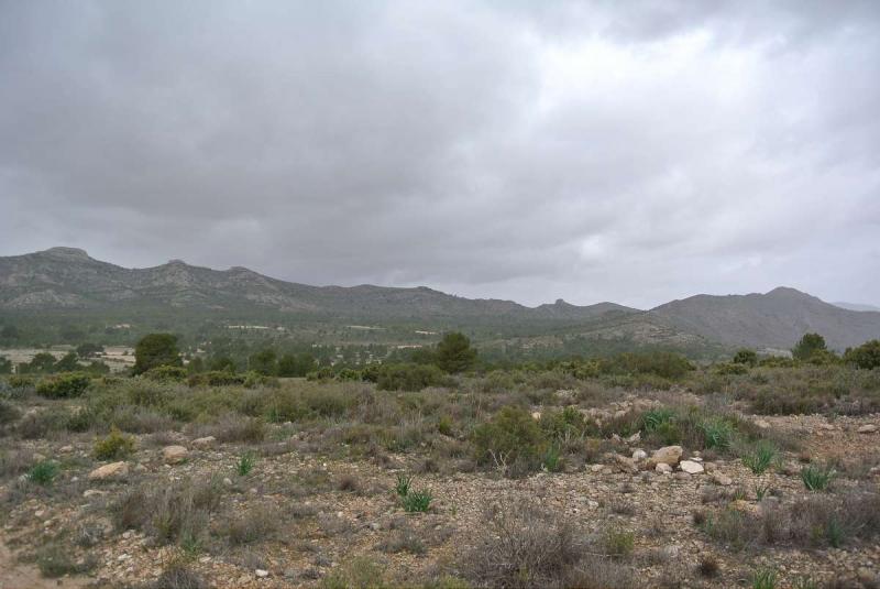 Garden in land for sale in Yecla