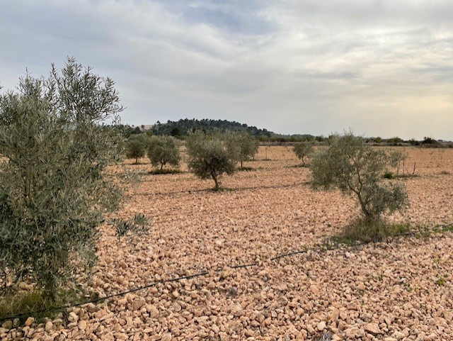 Building land with wonderful 360º landscape