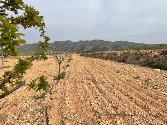 Exterior view in land for sale in Yecla