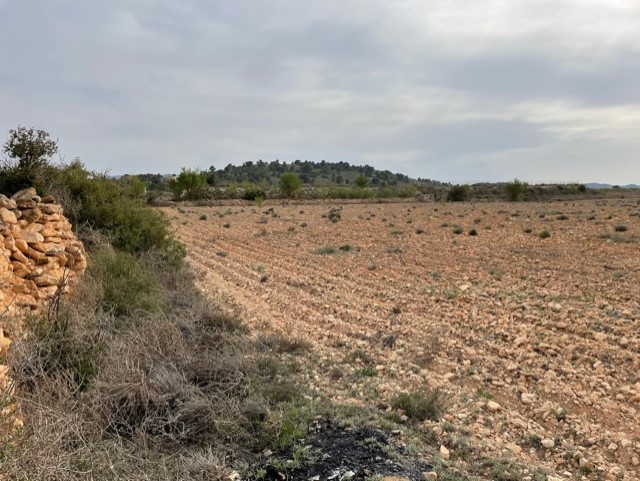 Terrace in land for sale in Yecla