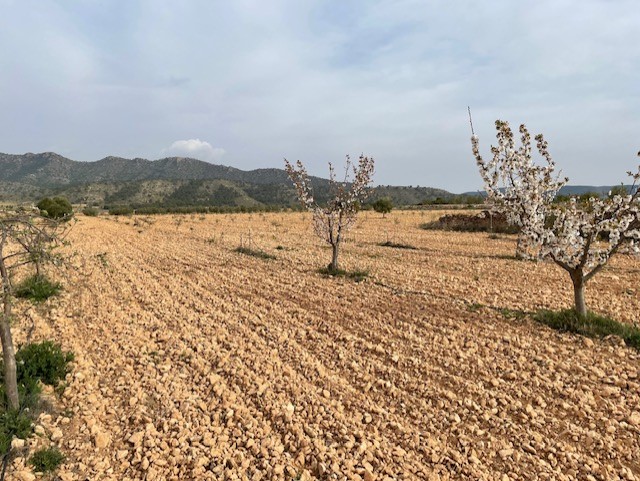 Garden in land for sale in Yecla