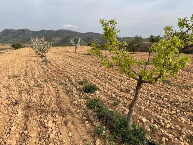 Building land with wonderful 360º landscape