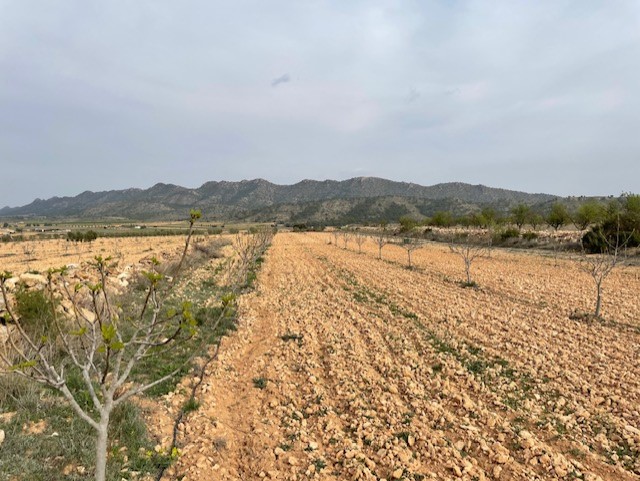 Dining area in land for sale in Yecla
