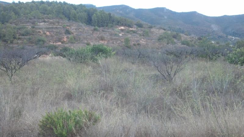 67,500 rustic land in Salem, 20km from Gandia