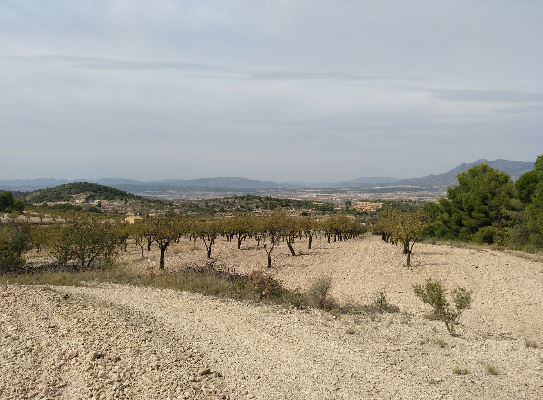 Plot of 5,020 square meters in terms of Abanilla