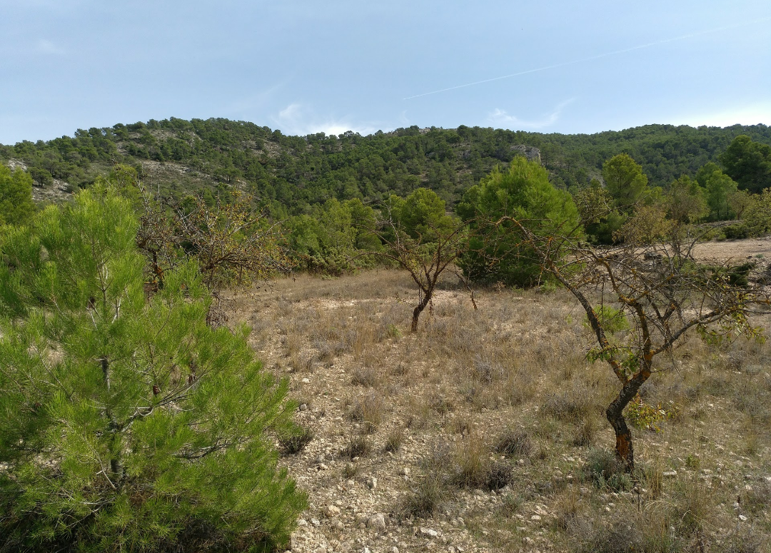 Plot of 5,020 square meters in terms of Abanilla
